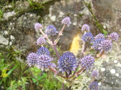 Eryngium glaziovianum