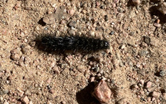 Apantesis incorrupta