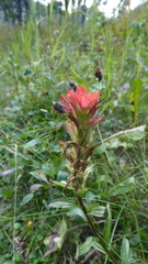 Castilleja miniata