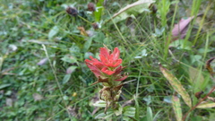 Castilleja miniata
