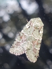 Lacinipolia laudabilis