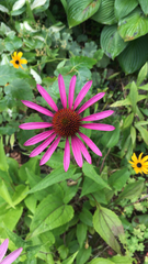 Echinacea purpurea