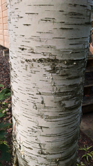 Betula papyrifera