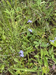 Lobelia kalmii