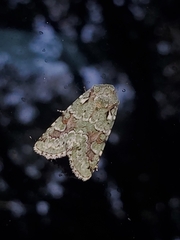 Lacinipolia laudabilis