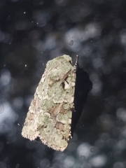 Lacinipolia laudabilis