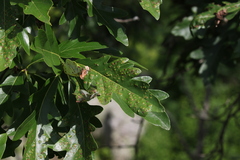 Neuroterus saltarius