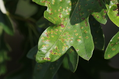 Neuroterus saltarius