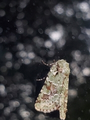 Lacinipolia laudabilis