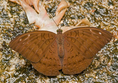 Tanaecia julii