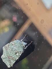 Lacinipolia laudabilis