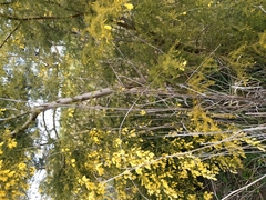 Acacia verticillata
