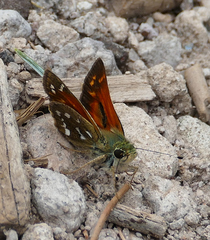 Hesperia woodgatei