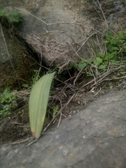 Asparagales