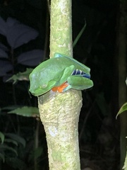 Agalychnis callidryas