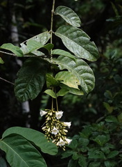 Utania cuspidata