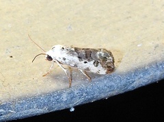 Ponometia phecolisca