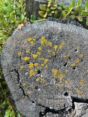 Candelariella