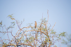 Toxostoma bendirei