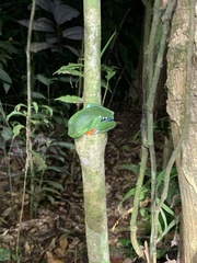 Agalychnis callidryas