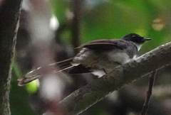 Rhipidura javanica