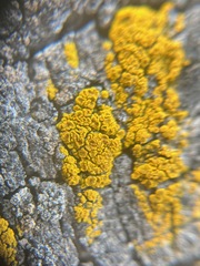 Candelariella
