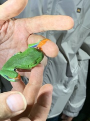 Agalychnis callidryas