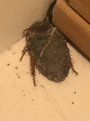 Blaberidae