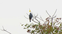 Geranospiza caerulescens