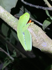 Agalychnis callidryas