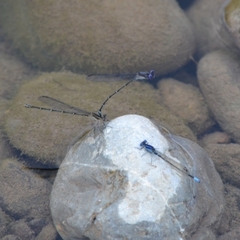 Argia sedula