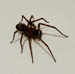 Amaurobius