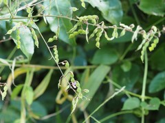 Desmodium ciliare