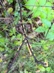 Nectria cinnabarina