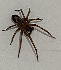Amaurobius