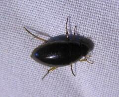 Tropisternus lateralis