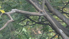 Buteo brachyurus