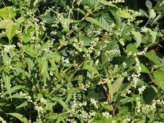 Persicaria punctata