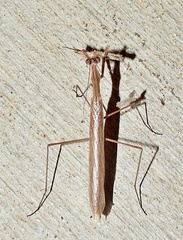 Oligonicella