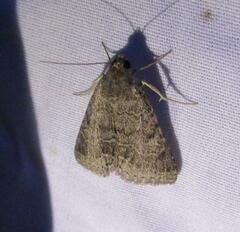 Matigramma pulverilinea