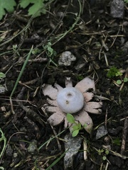 Geastrum minimum