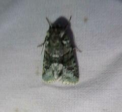 Lacinipolia explicata