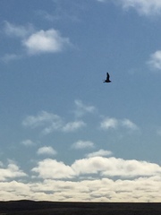 Stercorarius pomarinus