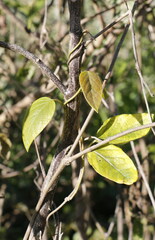 Cissus verticillata