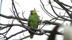 Amazona autumnalis lilacina