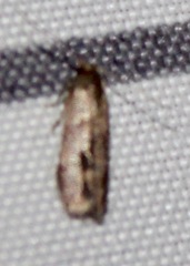 Pigritia