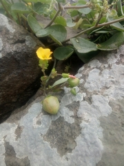 Oxalis megalorrhiza