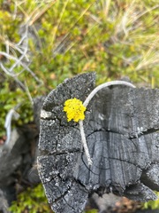 Vulpicida canadensis