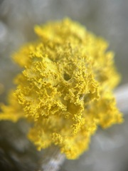 Vulpicida canadensis