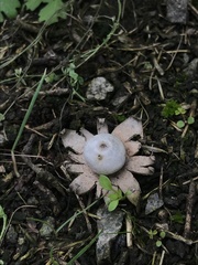 Geastrum minimum